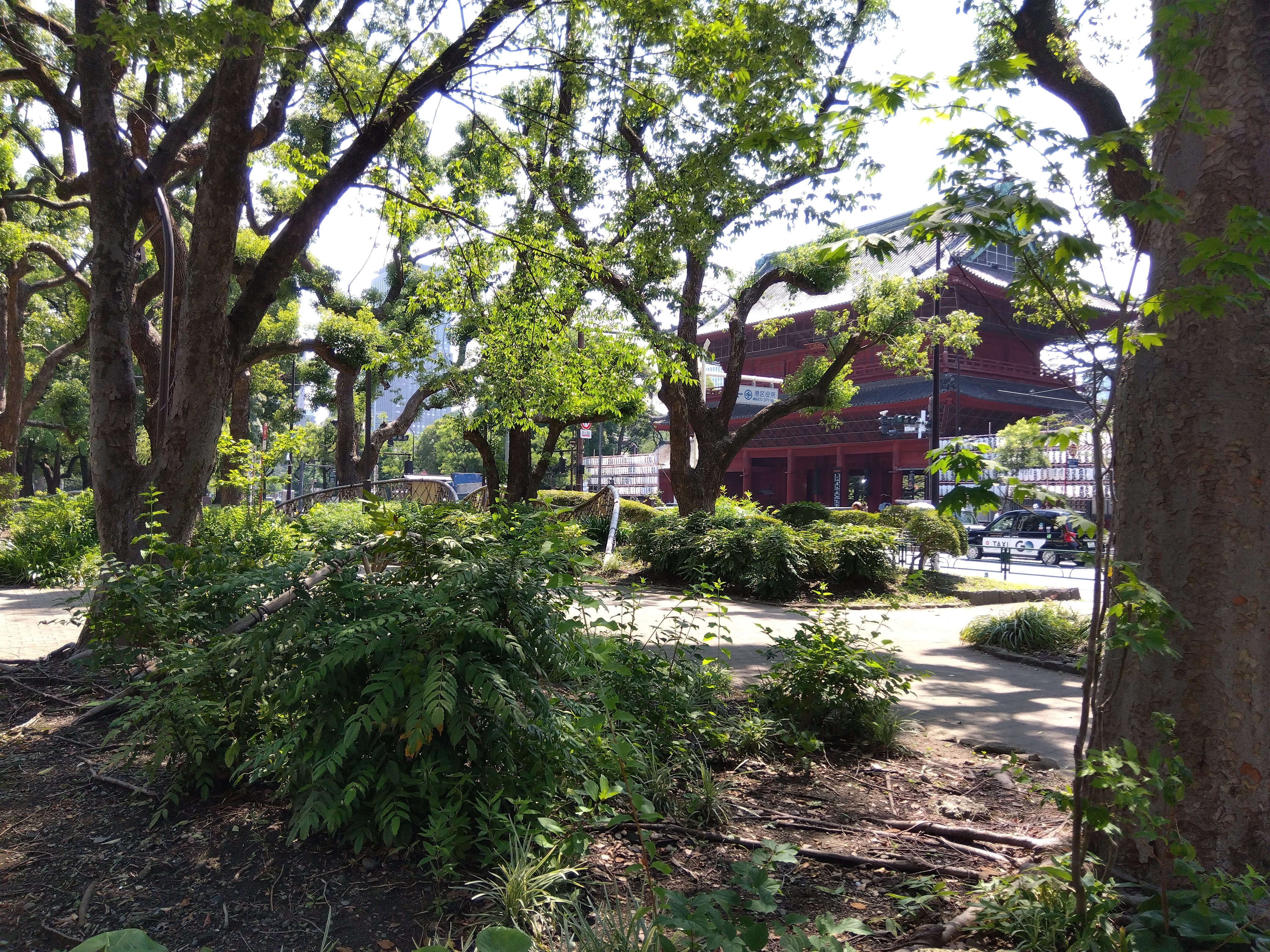 蝉とスズメが空中戦をしていた茂み（東京都港区芝公園）